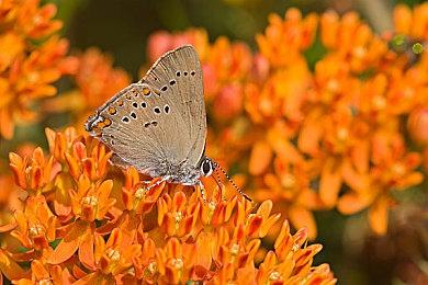 Switch 2依然没有商城BGM 官方称不愿妨碍玩家浏览游戏